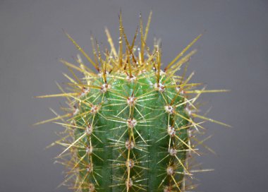 Gri arka planda el yapımı tencerede kaktüs