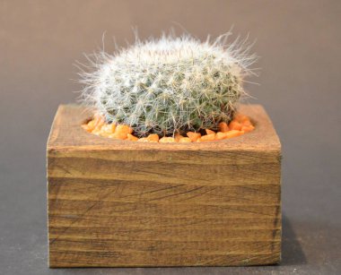 Gri arka planda el yapımı tencerede kaktüs