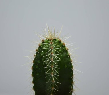 Gri arka planda el yapımı tencerede kaktüs