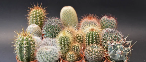 Cactus Succlenta Виготовлених Вручну Горщиках Сірому Тлі — стокове фото