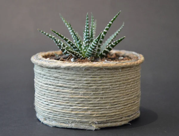 Succulents Dans Des Pots Faits Main Sur Fond Gris — Photo