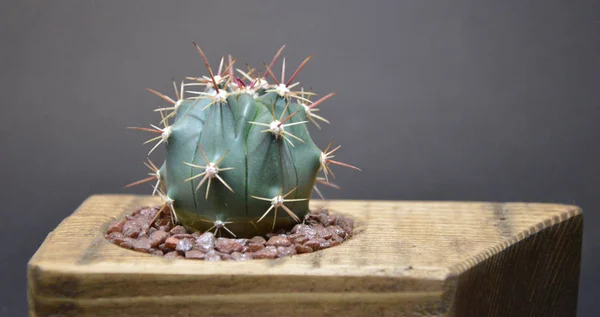 Cactus Handgemaakte Pot Grijze Achtergrond — Stockfoto