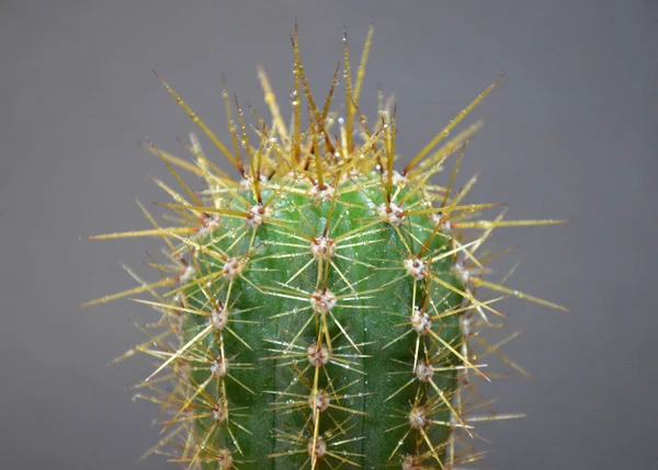 Cactus Handgemaakte Pot Grijze Achtergrond — Stockfoto