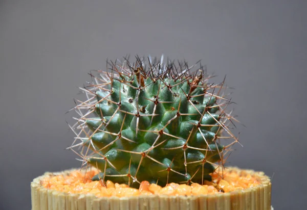 Cactus Maceta Hecha Mano Sobre Fondo Gris —  Fotos de Stock