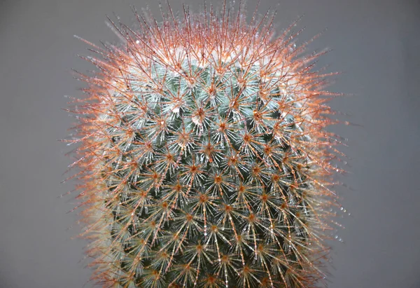 Kaktus Ręcznie Robionym Garnku Szarym Tle — Zdjęcie stockowe
