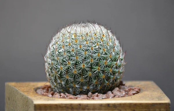 Cactus Maceta Hecha Mano Sobre Fondo Gris —  Fotos de Stock