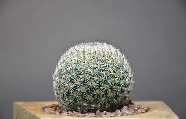 Cactus Vaso Fatto Mano Sfondo Grigio — Foto Stock