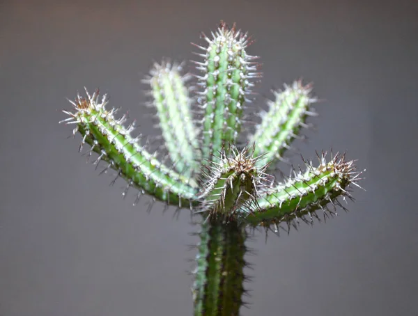 Cactus Handgemaakte Pot Grijze Achtergrond — Stockfoto