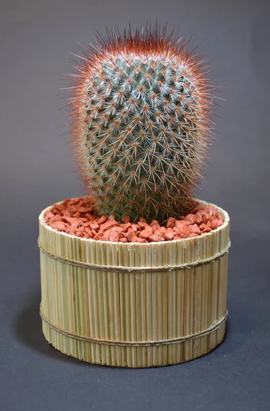 Kaktus Handgemachten Topf Auf Grauem Hintergrund — Stockfoto