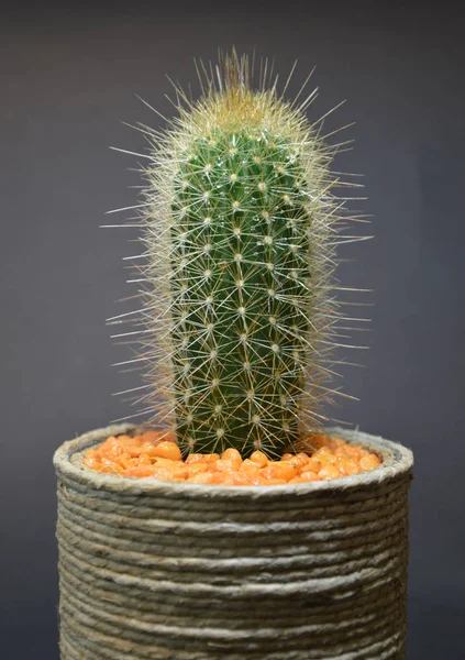 Cactus Vaso Fatto Mano Sfondo Grigio — Foto Stock