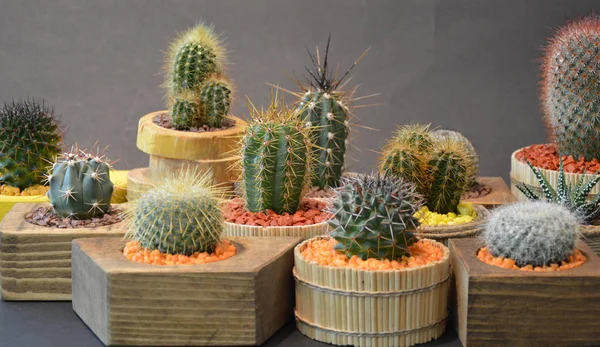 Kaktus Und Succlenta Handgemachten Töpfen Auf Grauem Hintergrund — Stockfoto