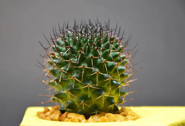 Cactus Maceta Hecha Mano Sobre Fondo Gris — Foto de Stock
