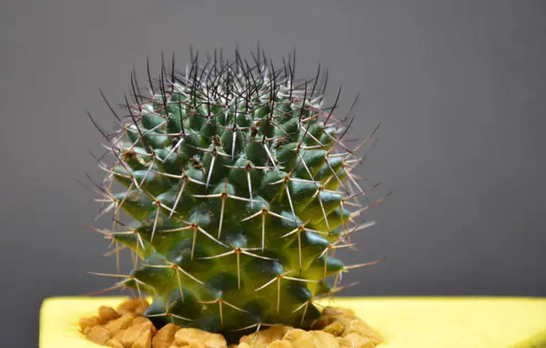 Kaktus Handgemachten Topf Auf Grauem Hintergrund — Stockfoto