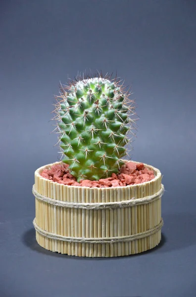 Gri arka planda el yapımı tencerede kaktüs