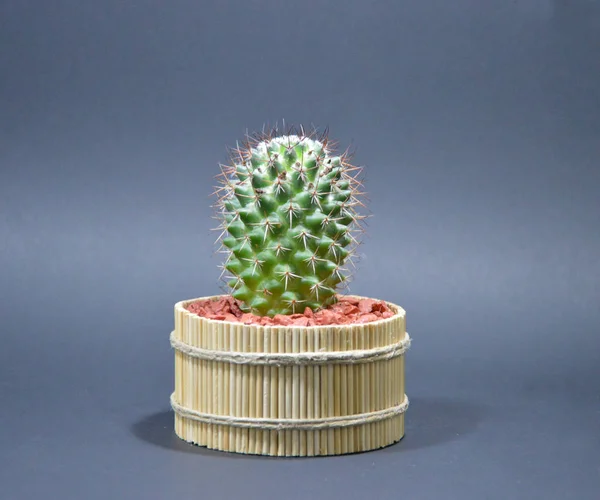 Cactus Handgemaakte Pot Grijze Achtergrond — Stockfoto