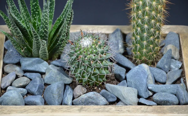 Kaktus Und Succlenta Handgemachten Töpfen Auf Grauem Hintergrund — Stockfoto