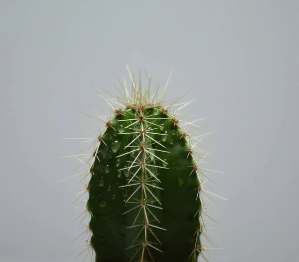 Kaktus Handgjord Kruka Grå Bakgrund — Stockfoto