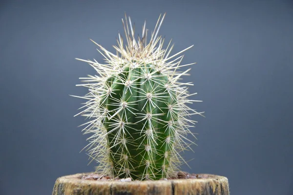 Kaktus Handgemachten Topf Auf Grauem Hintergrund — Stockfoto