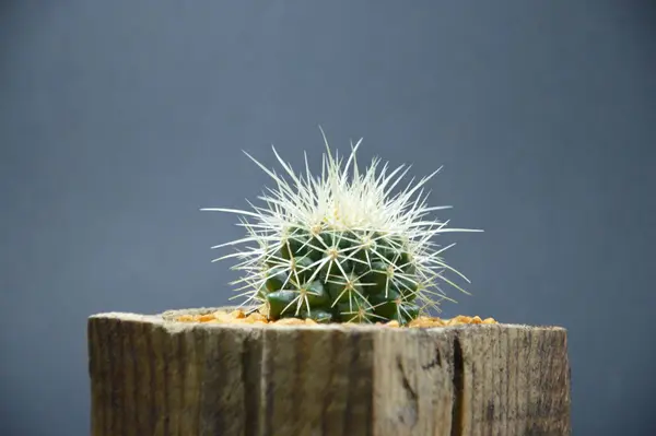 Kaktus Handgemachten Topf Auf Grauem Hintergrund — Stockfoto