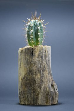 Gri arka planda el yapımı tencerede kaktüs