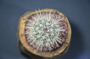 Gri arka planda el yapımı tencerede kaktüs