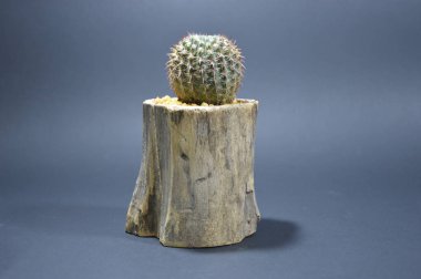 Gri arka planda el yapımı tencerede kaktüs