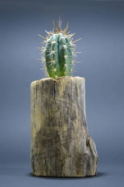 Cactus Maceta Hecha Mano Sobre Fondo Gris —  Fotos de Stock