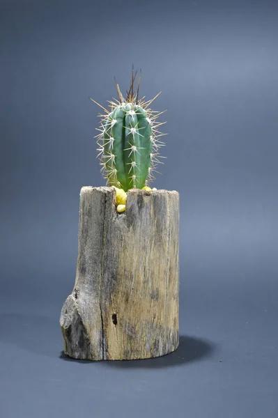 Kaktus Ručně Vyráběné Hrnce Šedém Pozadí — Stock fotografie