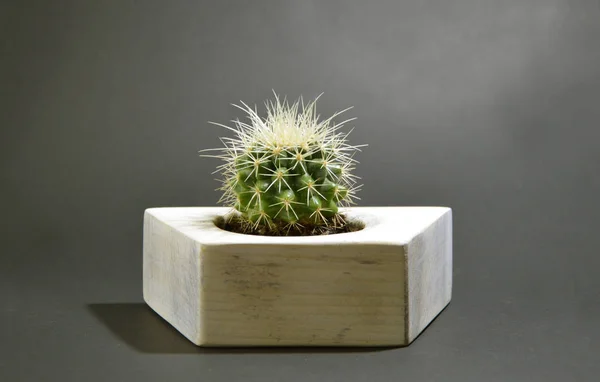 Cactus Vaso Fatto Mano Sfondo Grigio — Foto Stock