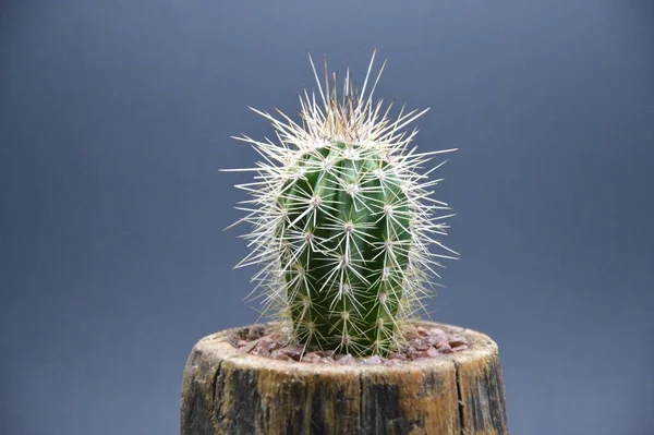 Cactus Handgemaakte Pot Grijze Achtergrond — Stockfoto