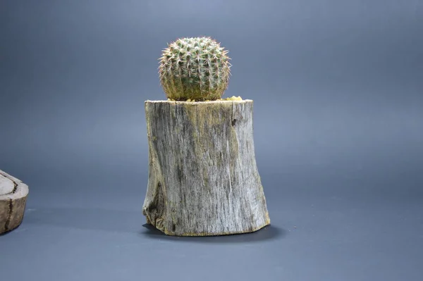 Gri arka planda el yapımı tencerede kaktüs