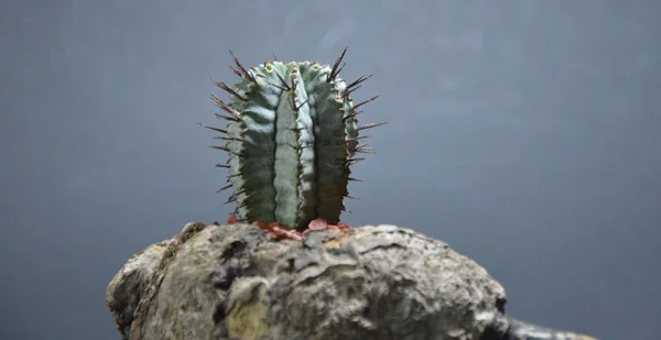 Gri arka planda el yapımı tencerede kaktüs