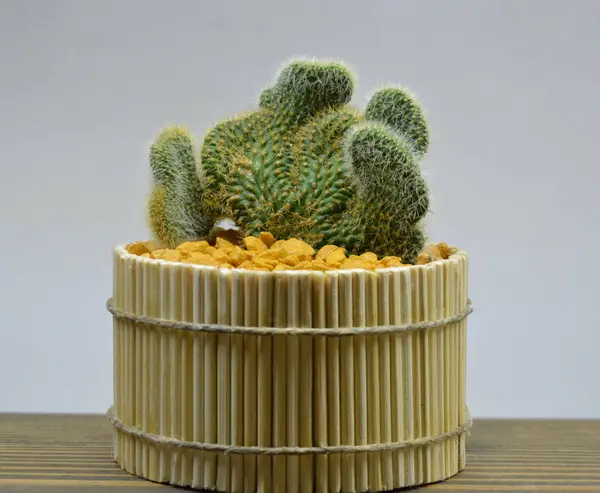 Cactus Macetas Hechas Mano Sobre Fondo Gris —  Fotos de Stock