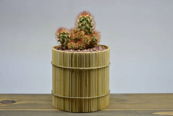 Cactus Handgemaakte Potten Grijze Achtergrond — Stockfoto