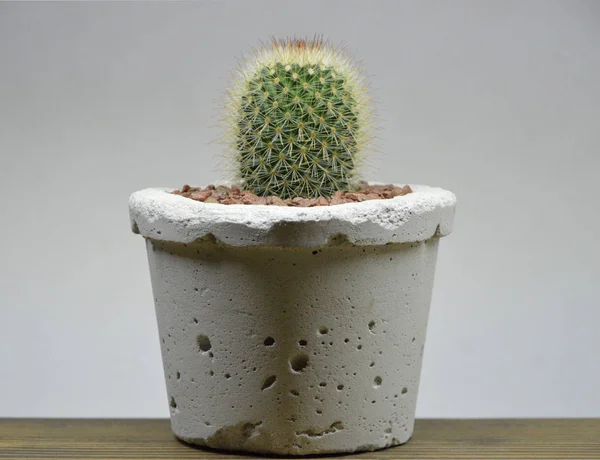 Cactus Vasi Fatti Mano Sfondo Grigio — Foto Stock