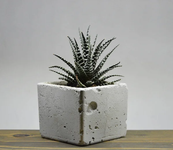 Cactus Succulent Dans Des Pots Faits Main Sur Fond Gris — Photo