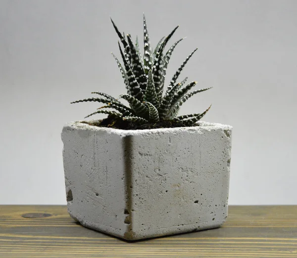 Cactus Succulent Dans Des Pots Faits Main Sur Fond Gris — Photo