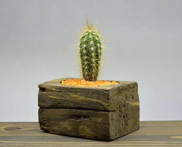 Gri arka planda el yapımı çömlek kaktüsü