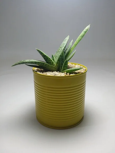 Cactus Succulent Handgemaakte Potten Grijze Achtergrond — Stockfoto