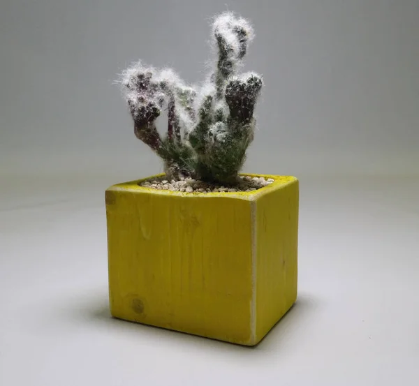 Gri arka planda el yapımı çömlek kaktüsü