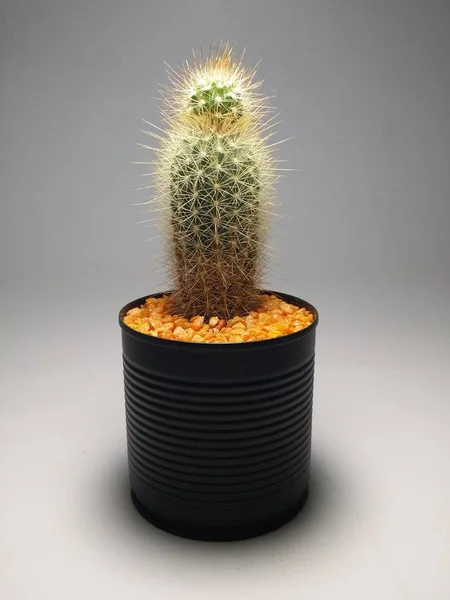 Cactus Vasi Fatti Mano Sfondo Grigio — Foto Stock