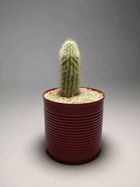 Cactus Macetas Hechas Mano Sobre Fondo Gris —  Fotos de Stock