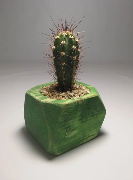 Gri arka planda el yapımı çömlek kaktüsü