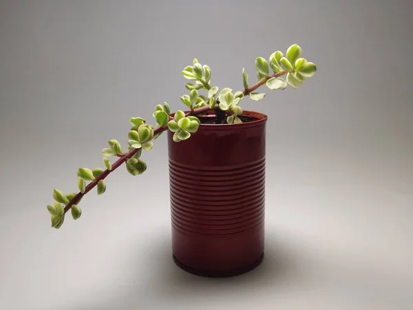 Kaktüs ve Sulu gri arka planda el yapımı tencereler.