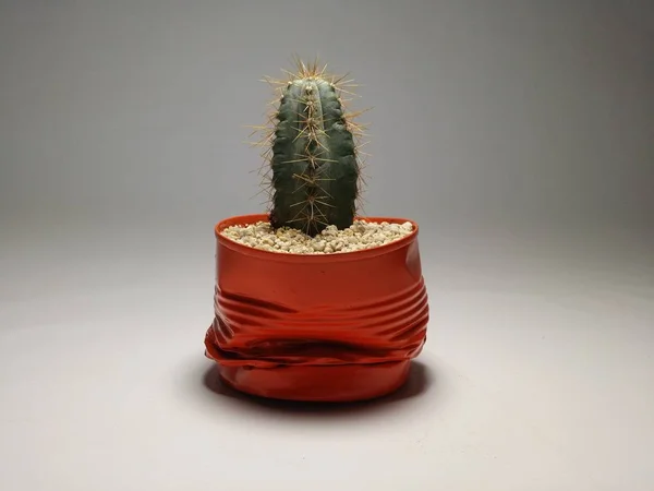 Cactus Handmade Pots Gray Background — 스톡 사진