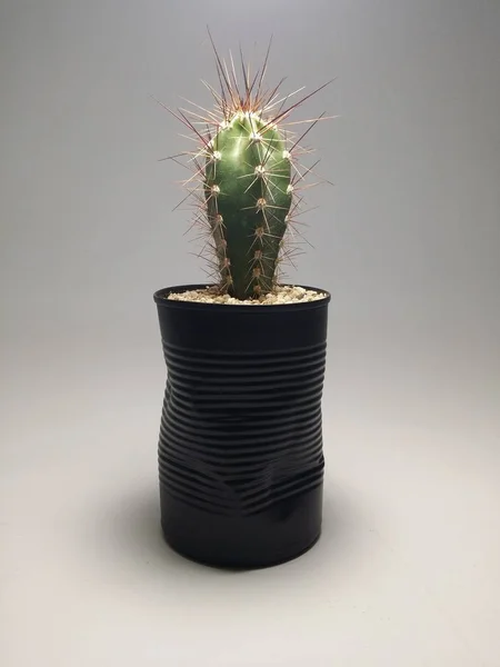 Cactus Vasi Fatti Mano Sfondo Grigio — Foto Stock