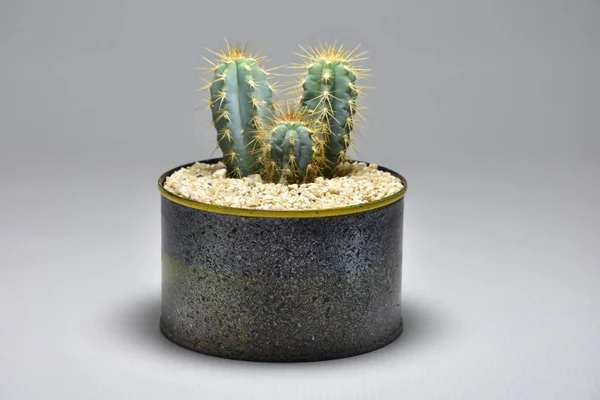 Cactus Macetas Hechas Mano Sobre Fondo Gris —  Fotos de Stock
