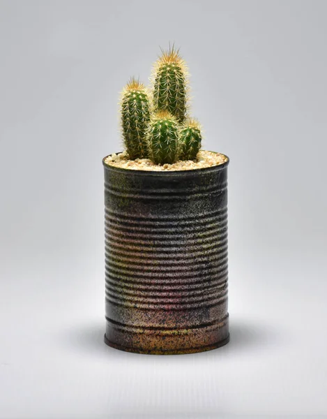 Cactus Dans Des Pots Faits Main Sur Fond Gris — Photo