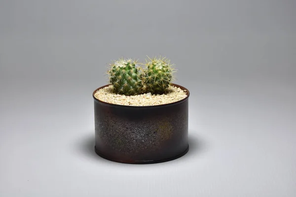 Cactus Dans Des Pots Faits Main Sur Fond Gris — Photo