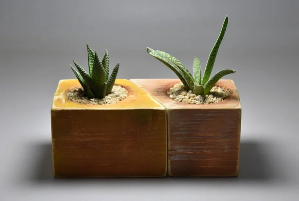 Kaktüs ve Sulu gri arka planda el yapımı tencereler.